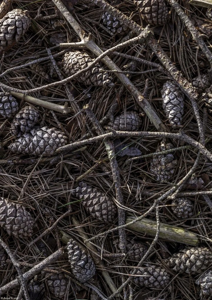 Poszter 21x29,7cm Erdei talaj tobozokkal és faágakkal borítva, Assaf