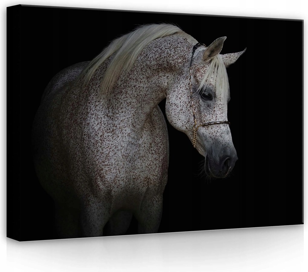 Vászonkép 70x50 Arab ló állat kecsesség erő portré elegancia kontraszt fehér