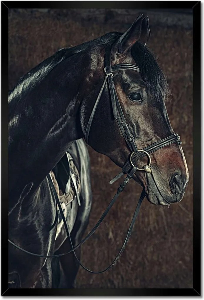 Poszter keretben 40x60 Lófej