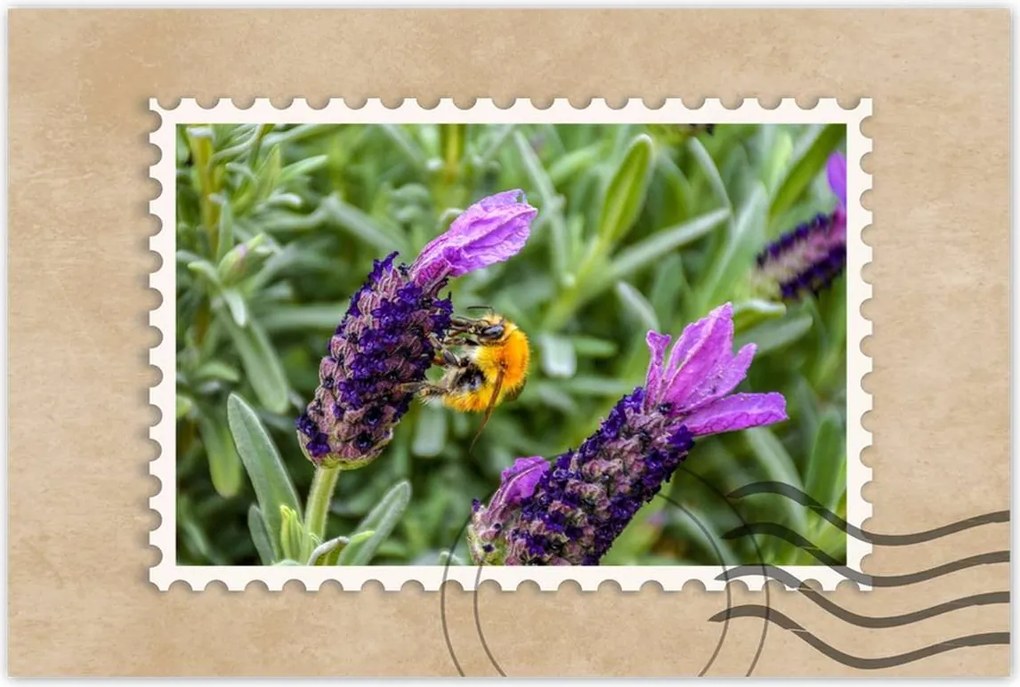 Poszterek 90x60 Levendula világ