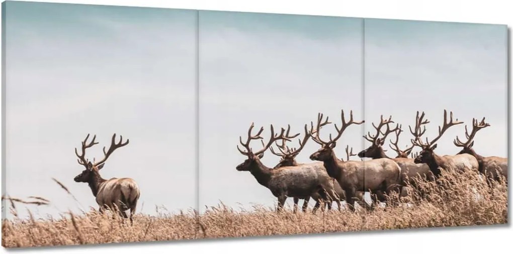 Vászonkép 150x70 Szarvascsorda Szarvak