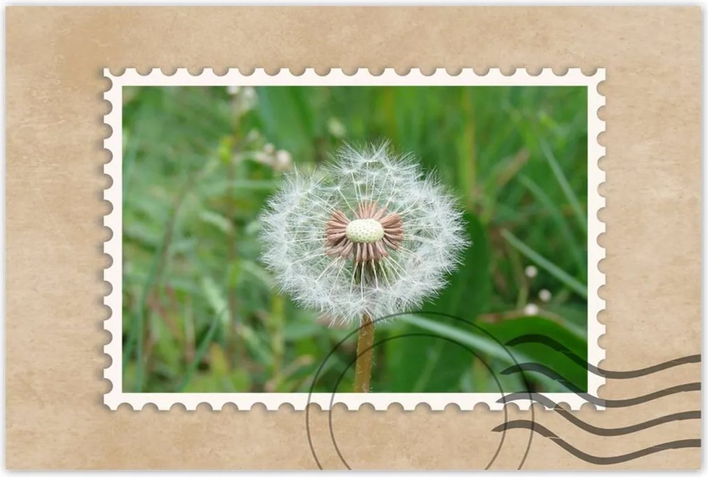 Poszterek 90x60 Pitypang Virág Virágok