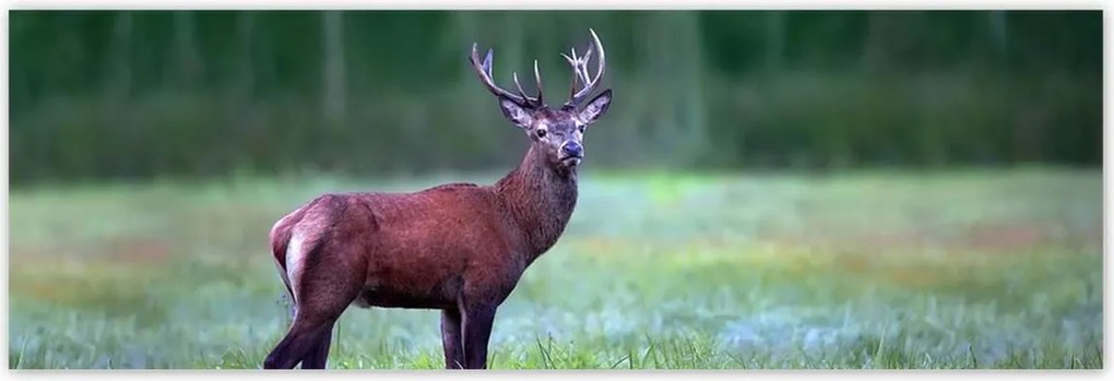 Poszterek 200x66 Szarvas Erdő Tájkép