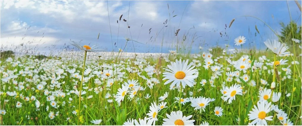 Flizelin tapéta Flizelin Fali Prémium Nyári rét 250x104 Ragasztó