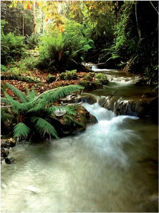 Fotótapéta Erdei patak kövek vinil páfrány 184x254 moha +ragasztó