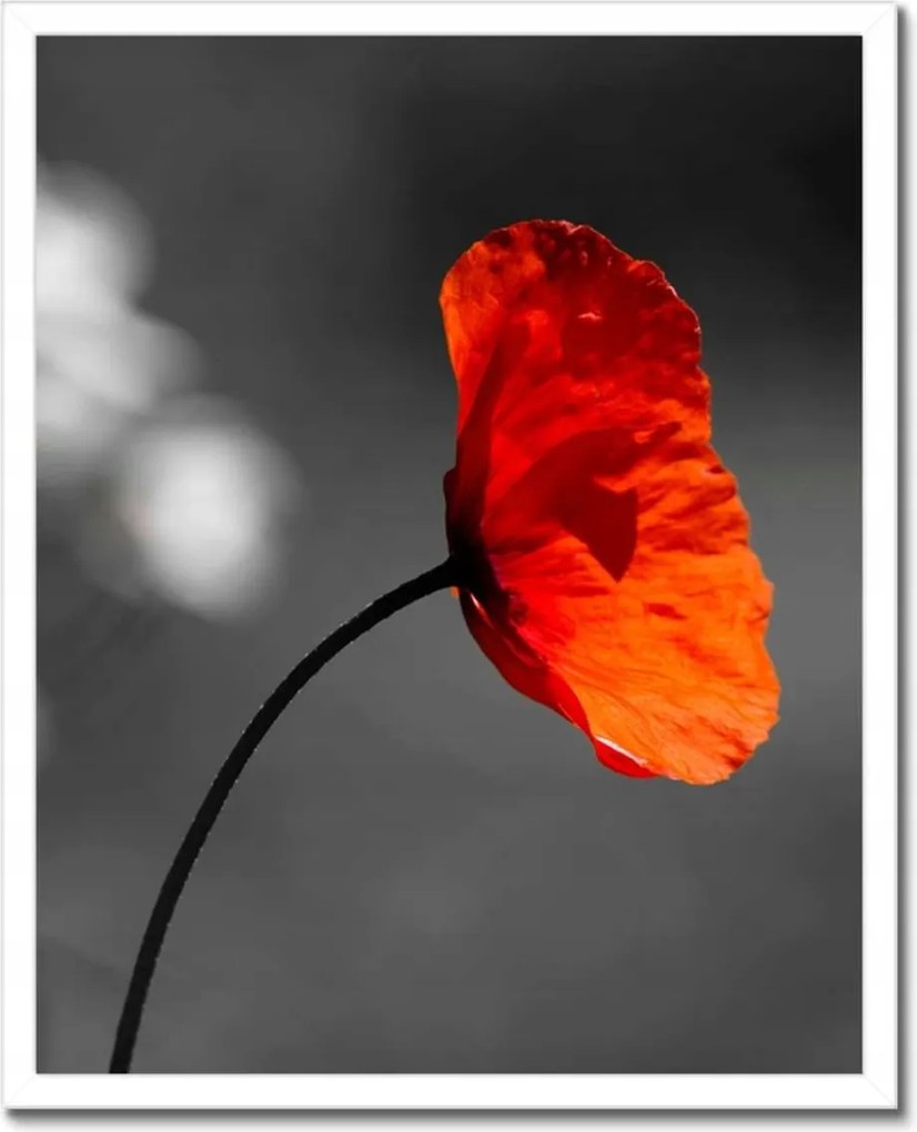 Poszterek keretben 40x50 Virágzó piros pipacs