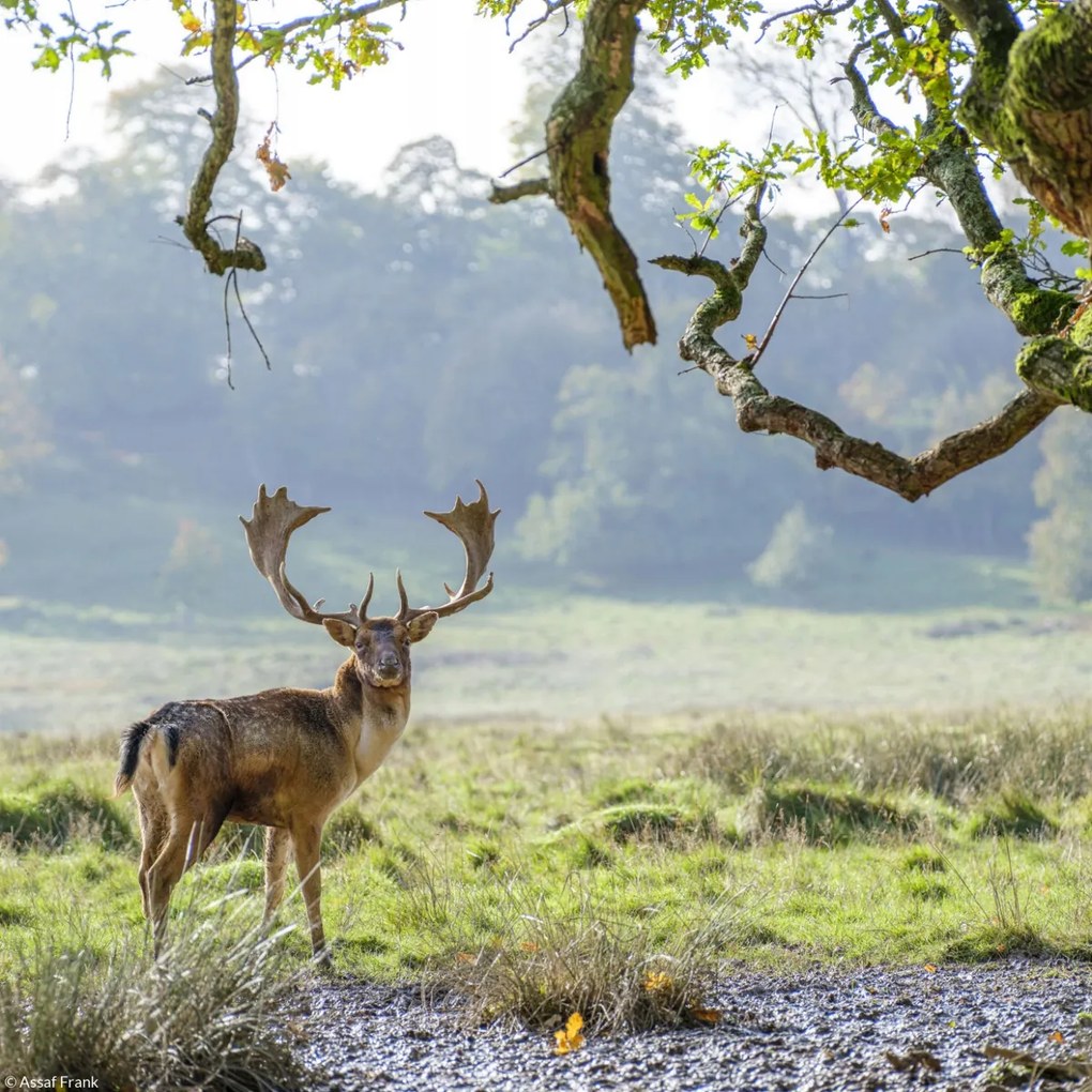 Poszter 20x20cm Szarvas a fa alatt, Assaf Frank