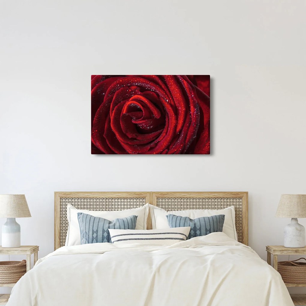 Kép - Vörös rózsa harmatcseppekkel (90x60 cm)