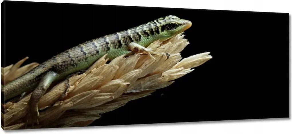 Festmények 100x40 Indonéz gyík