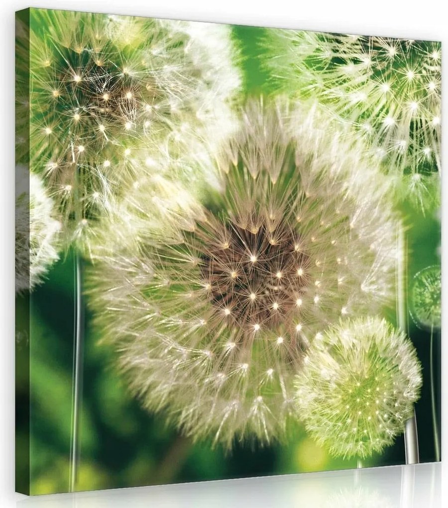 Vászonkép 40x40 Pitypang pitypang nyár természet finomság nyugalom fehér