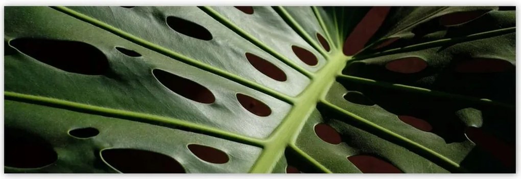 Poszterek 200x66 Mosnter levelek lyukas