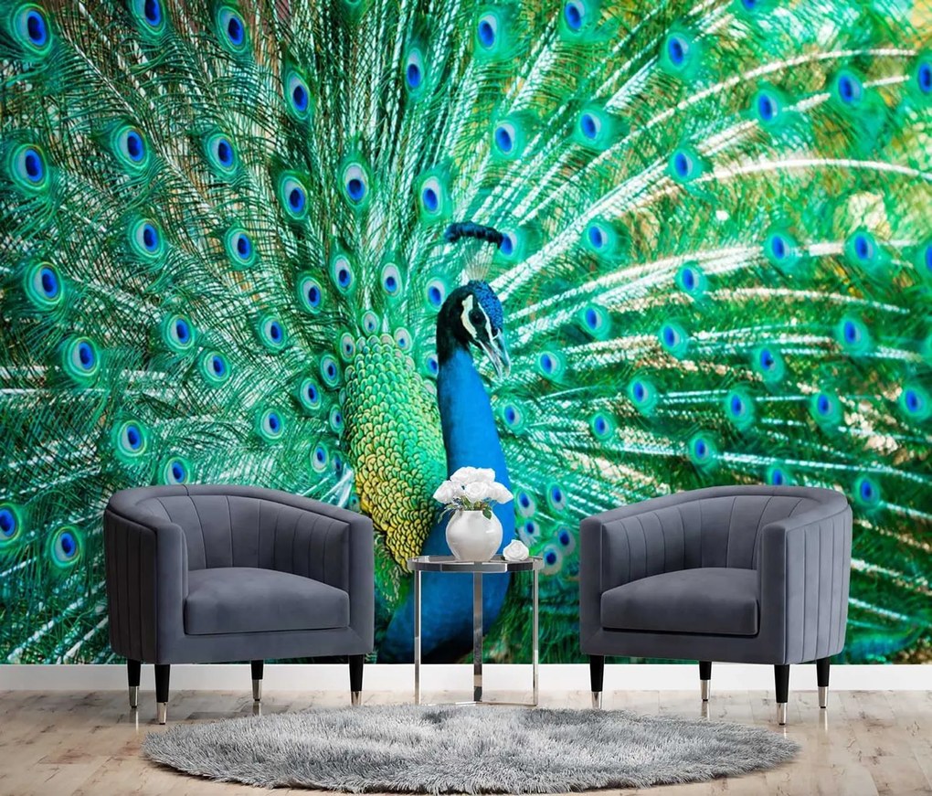 Gario Fotótapéta Színes páva Anyag: Vlies, Méret: 400 x 280 cm