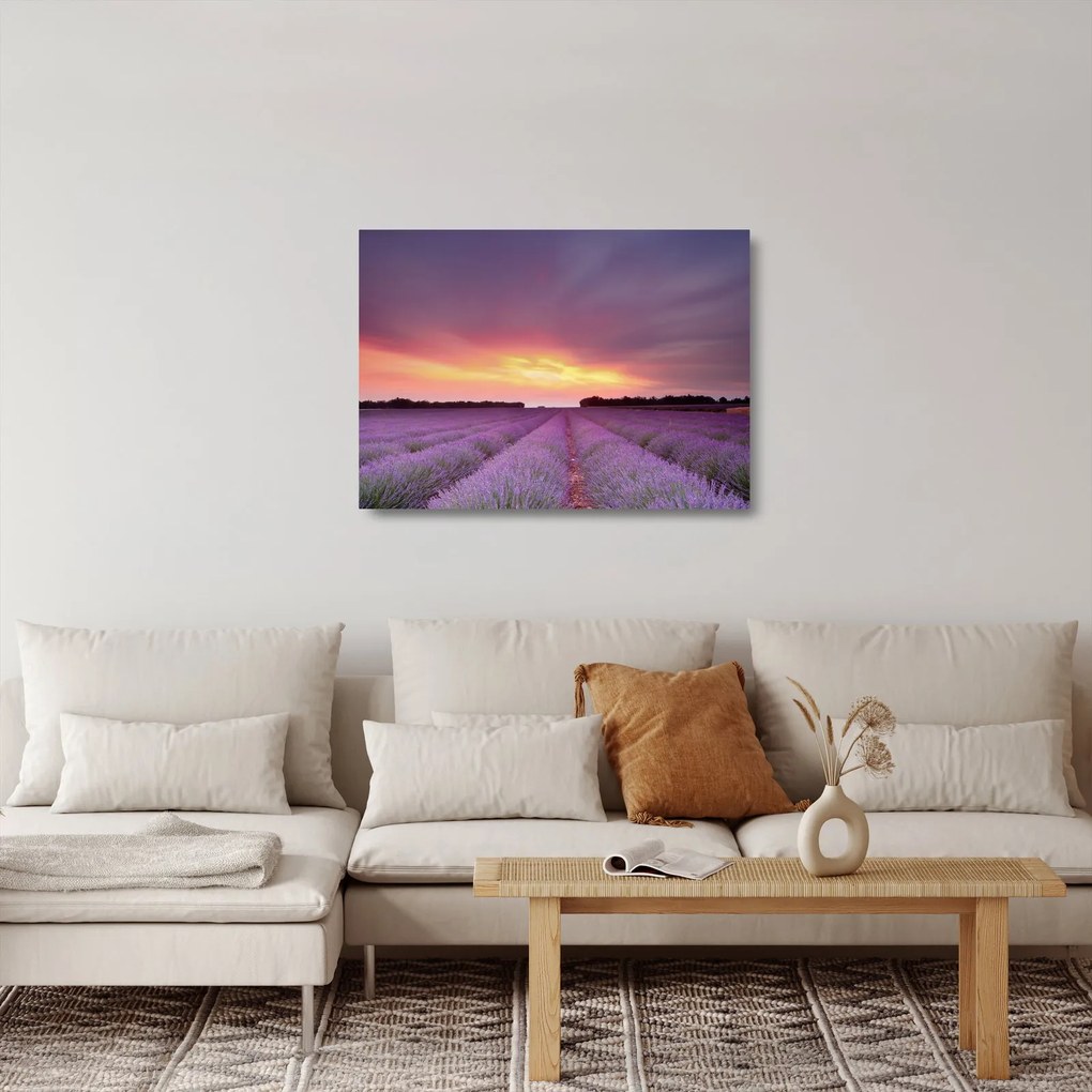 Üveg kép - Levendula mező (70x50 cm)