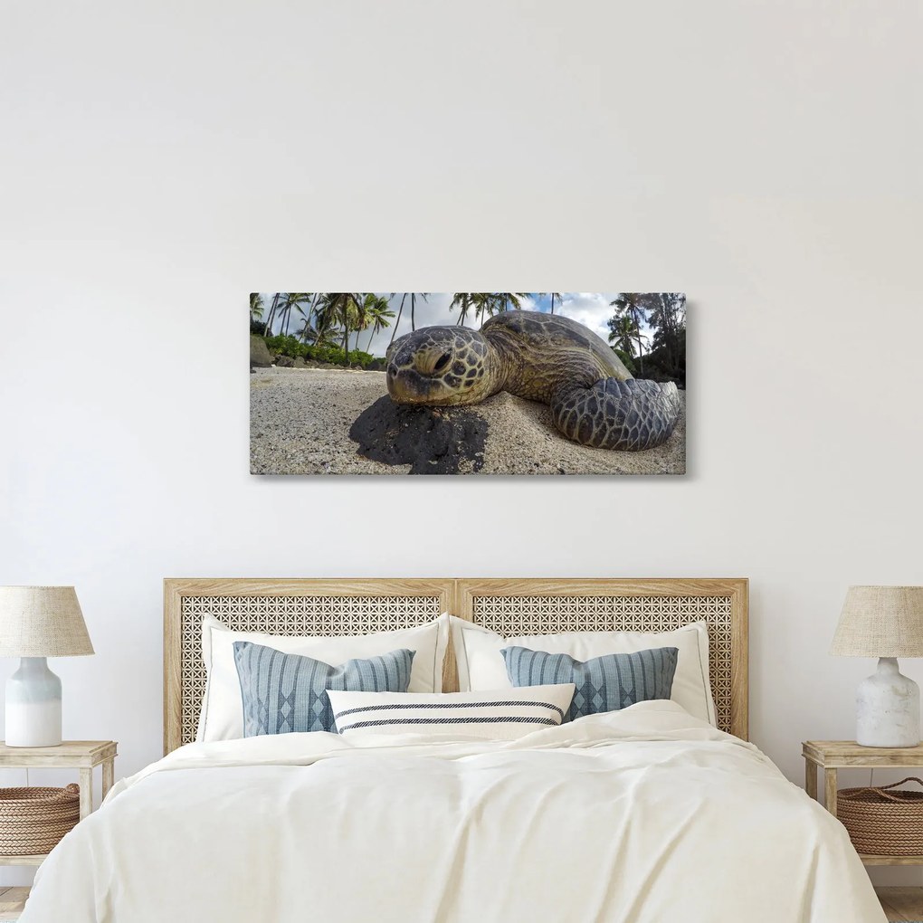 A teknős képe (120x50 cm)