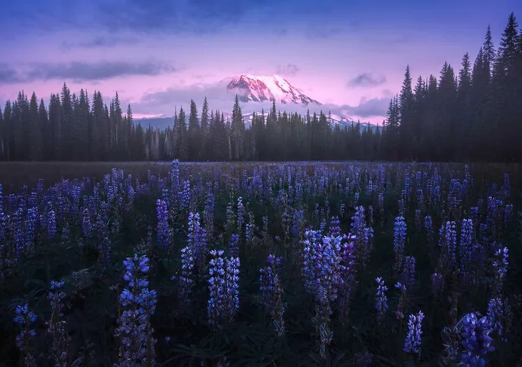 Fotográfia Adam's Lupine, Atanu Bandyopadhyay