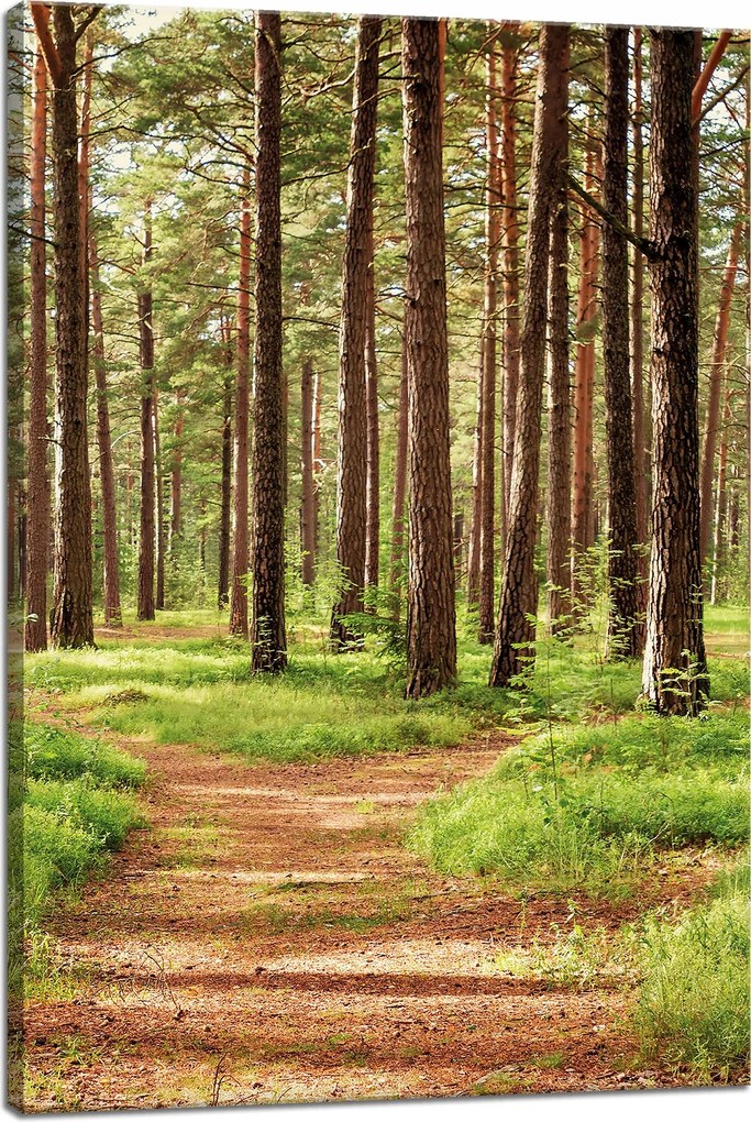 Vászonkép Ösvény az erdőben Fák Természet 40x60 cm