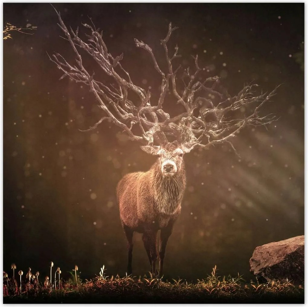 Poszterek 30x30 Szarvas felszarvazott