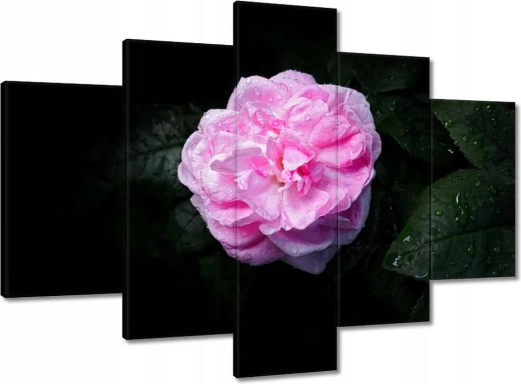 Vászonkép 150x105 Rózsaszín bazsarózsa cseppekkel