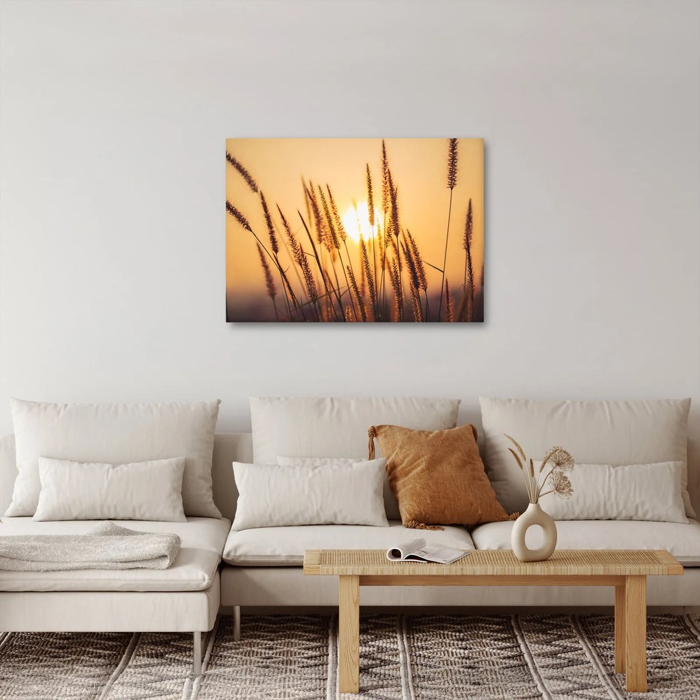 Kép - Füvek a napon (70x50 cm)