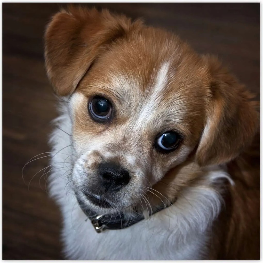 Poszterek 30x30 Kutya