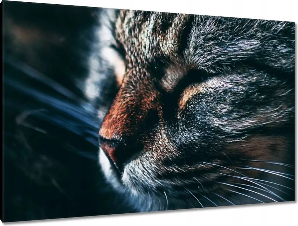 Képek 120x80 Cica Cicák