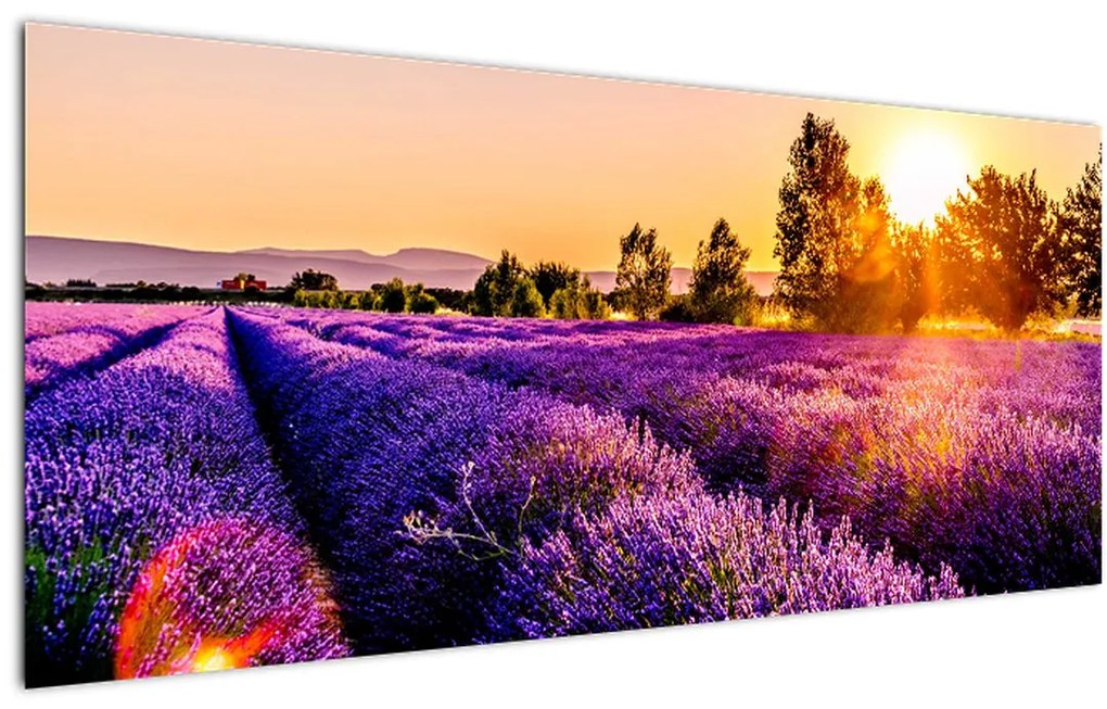 Levandula mező képe (120x50 cm)