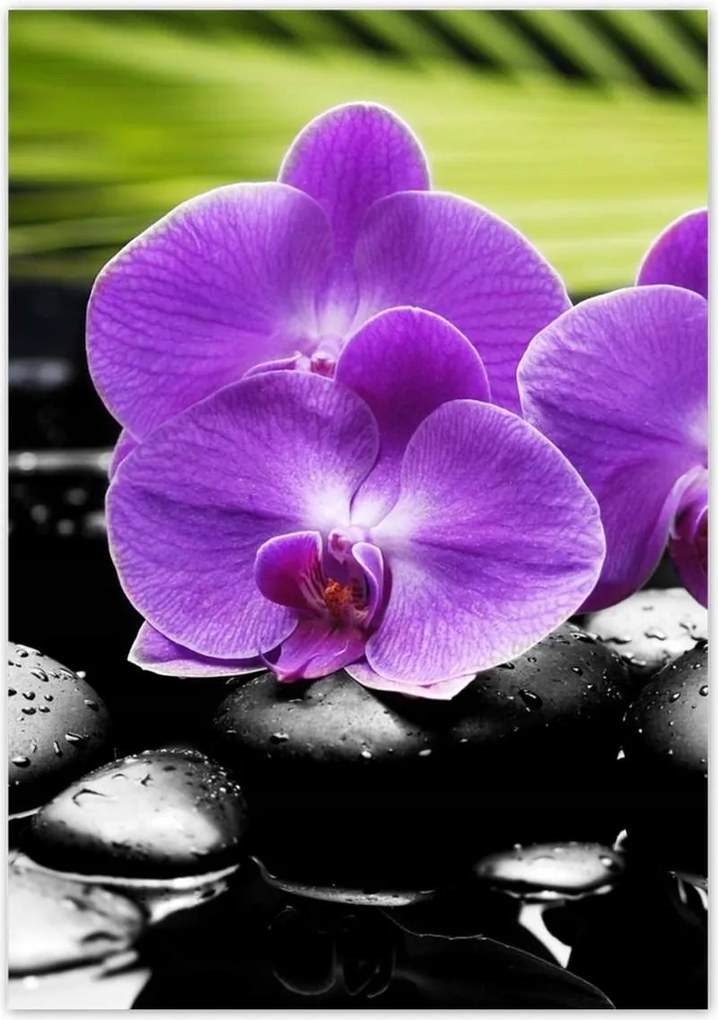 Poszterek 70x100 Lila orchideák