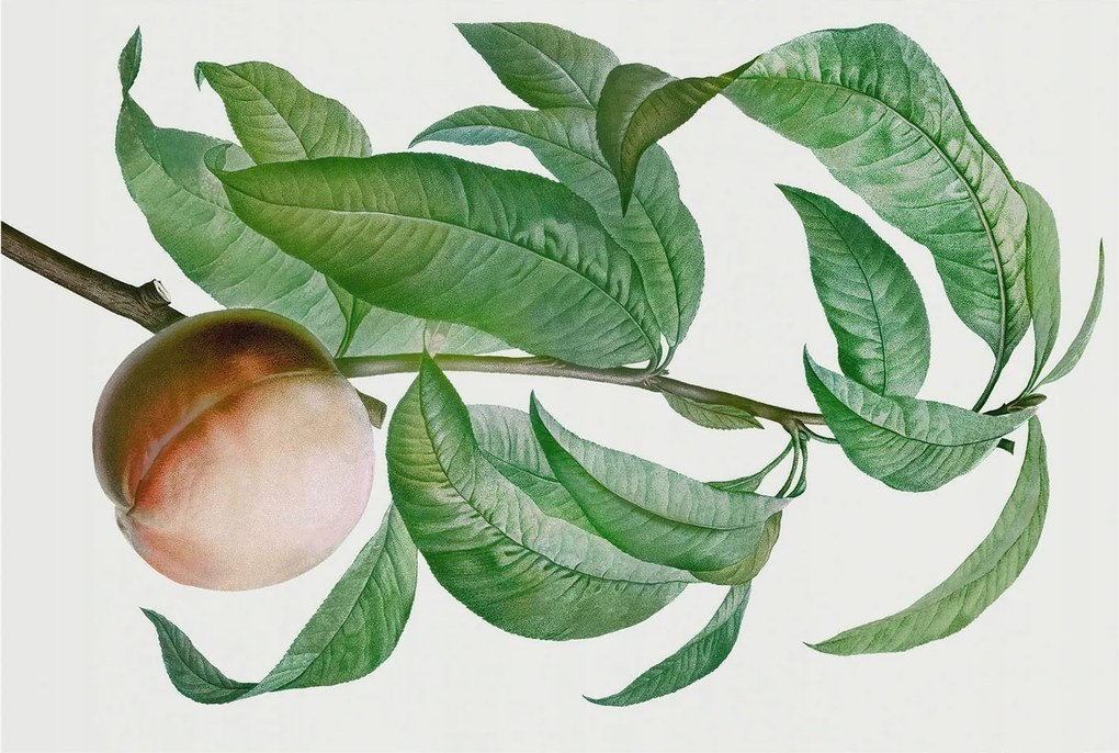 Stílusos Dekoratív Fotótapéta Flizelin Érett őszibarack 104x70