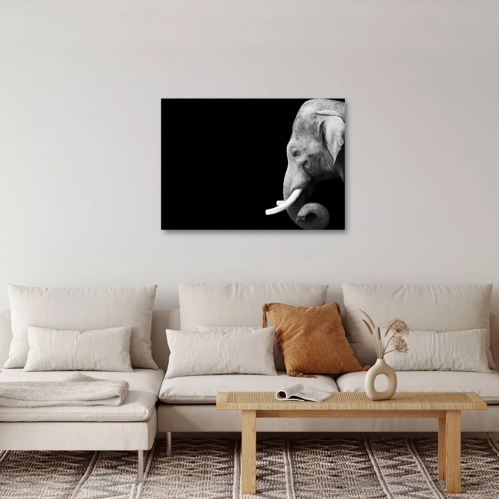 Kép - Elefánt (70x50 cm)