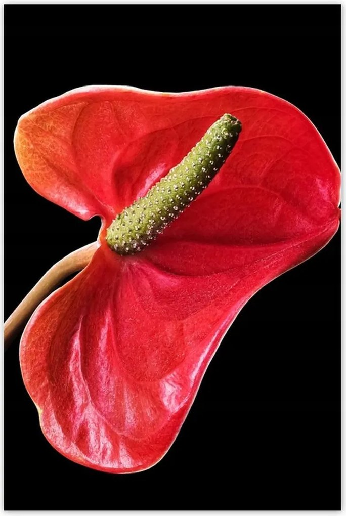 Poszterek 80x120 Piros virág Anturium