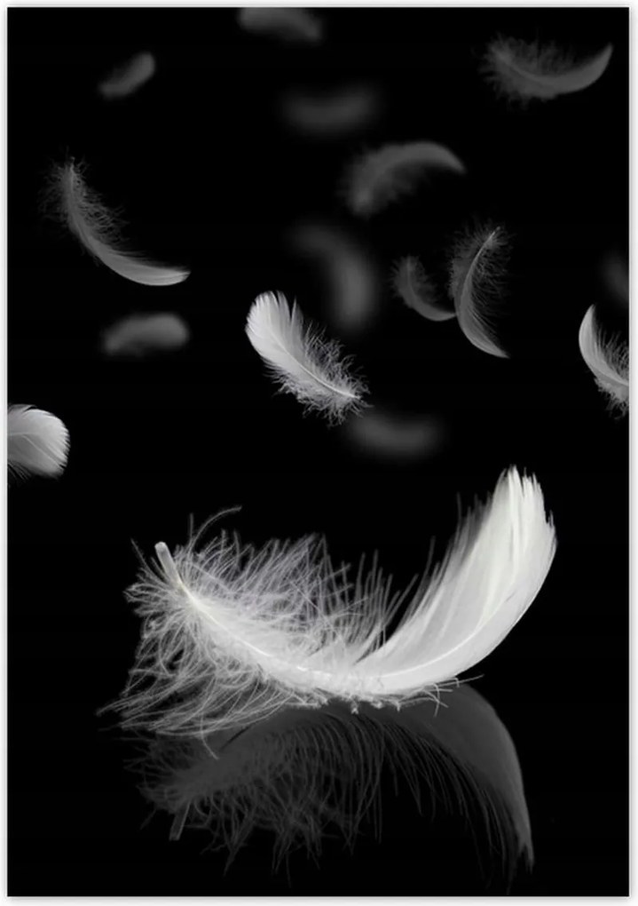 Poszterek 70x100 Hulló fehér tollak