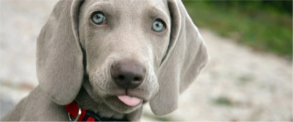 Kép - weimaraner kölyökkutya (120x50 cm)