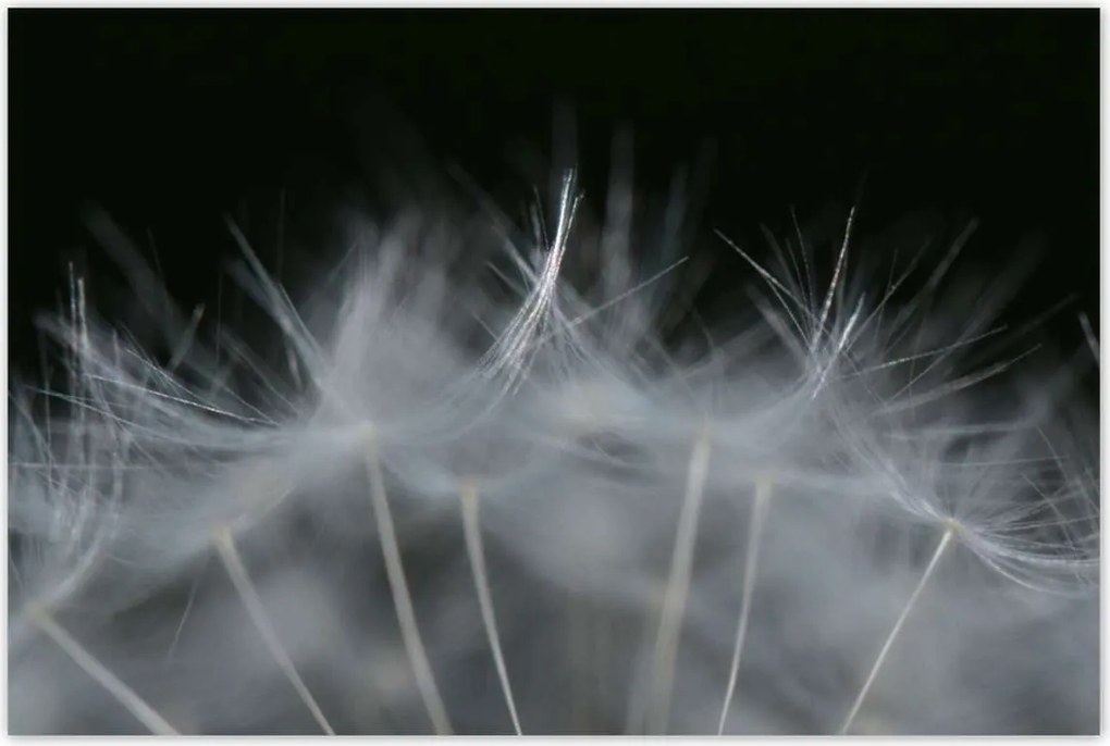 Poszterek 120x80 Pitypang Virág Virágok