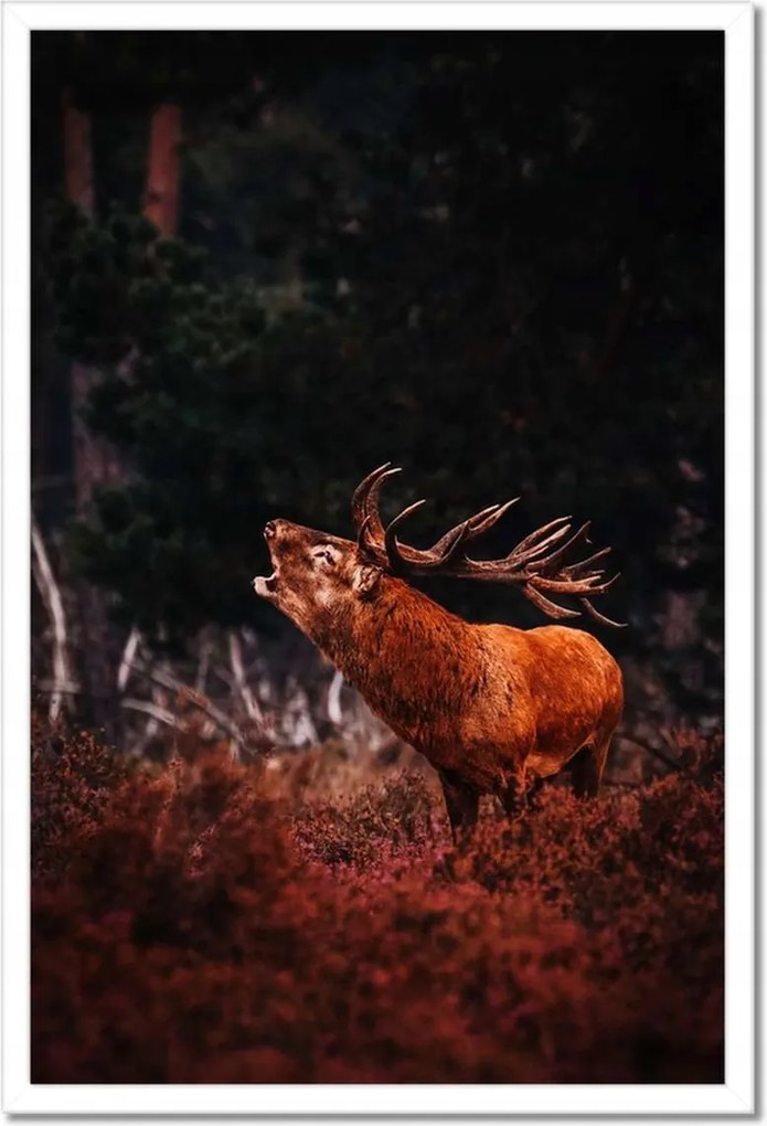 Poszterek keretben 40x60 Szarvas az erdőben