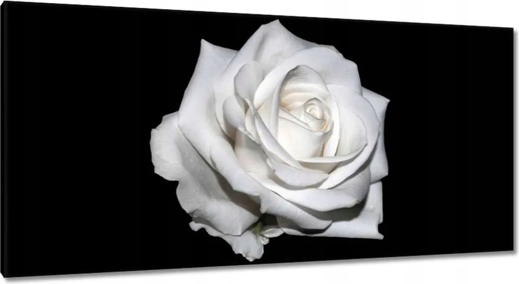 Vászonkép 115x55 Rózsa Virág Virágok Rózsa