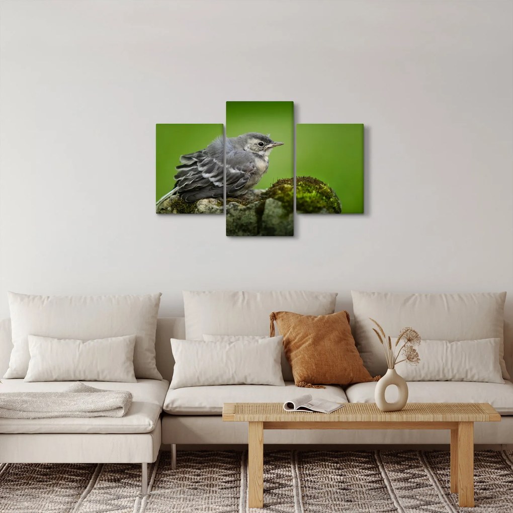 Kép - Légykapó (90x60 cm)