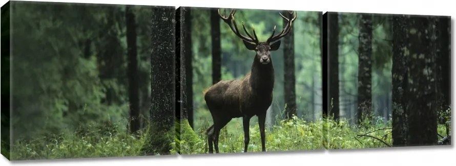 Vászonkép 150x50 Szarvas az erdő közepén