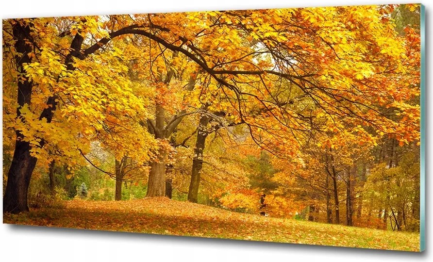 Fotótapéta üvegfalra Ösvény a réten 125x50