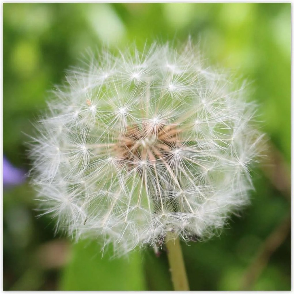 Poszterek 100x100 Pitypang Virág Virágok