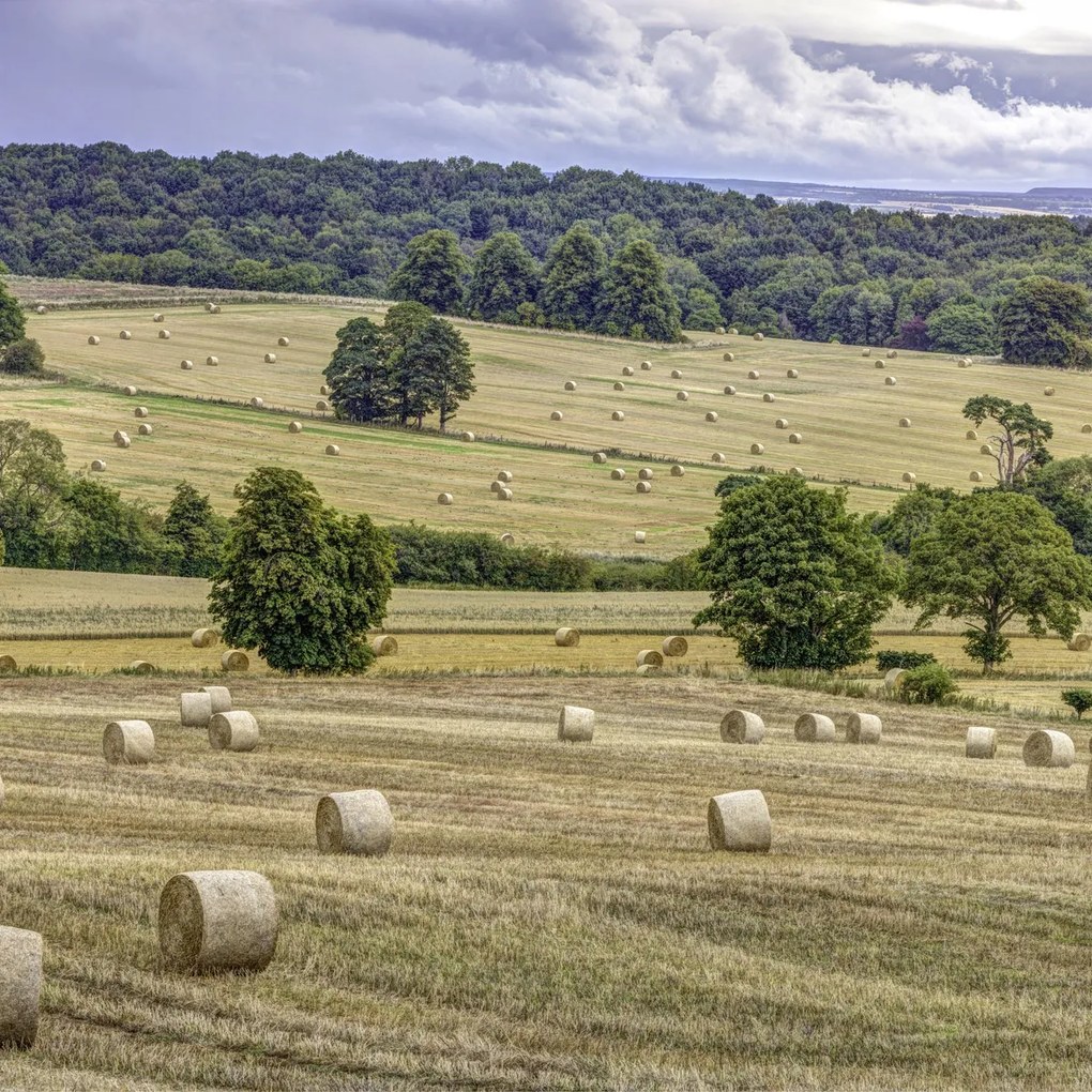 Poszter 80x80cm Szénakazalok a mezőkön, Assaf Frank