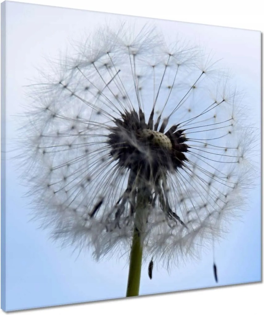 Vászonkép 50x50 Hétköznapi pitypang