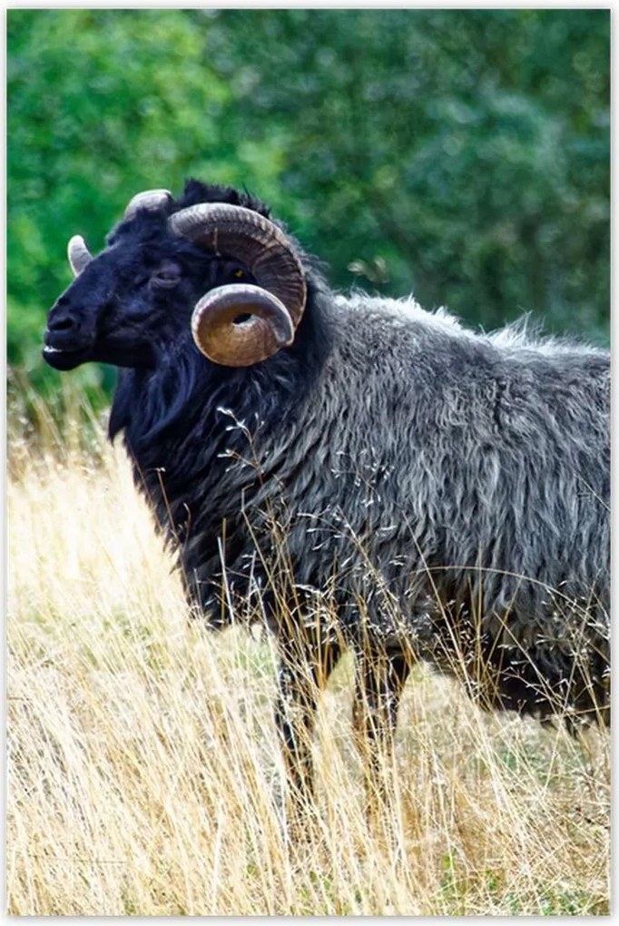 Poszterek 60x90 Kos a csarnokban a hegyekben