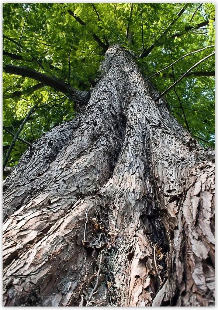 Poszterek 70x100 Fa Kilátás