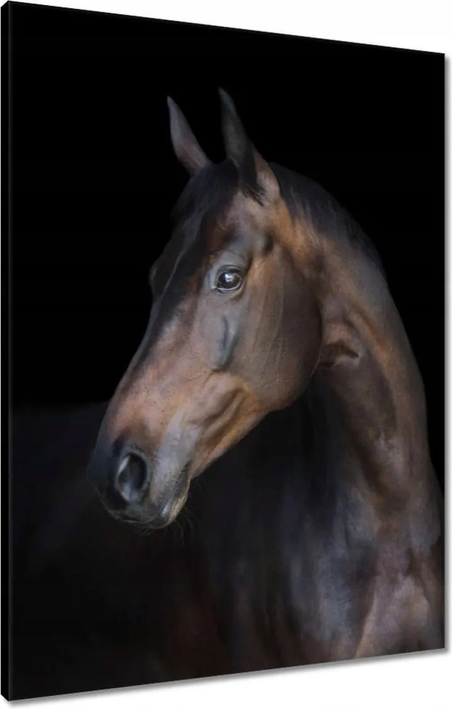 Vászonkép 60x80 Lófej