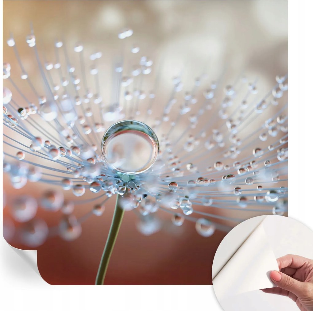 Öntapadós tapéta Fali furnér 3D Csepp a pitypangon 250x250 cm