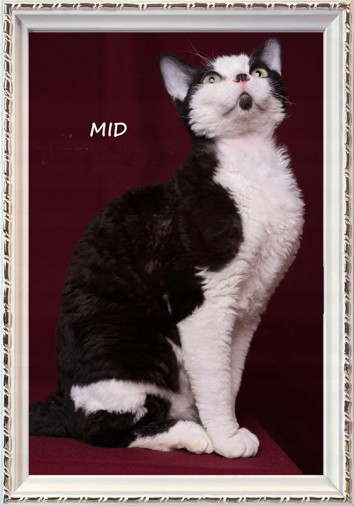 Állítható és felakasztható fa keret 15mm 20x30 fehér +arany