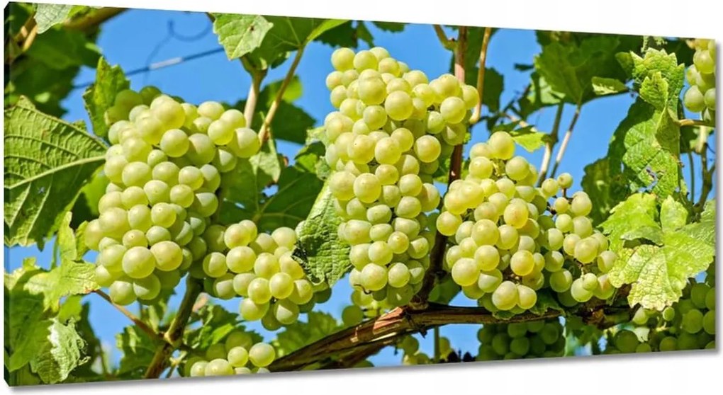 Vászonkép 115x55 Zöld szőlő