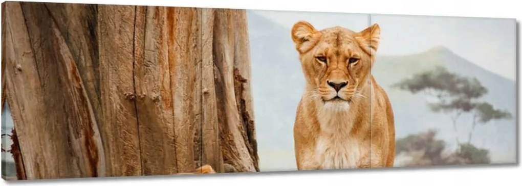 Vászonkép 60x20 Oroszlánok Afrikában