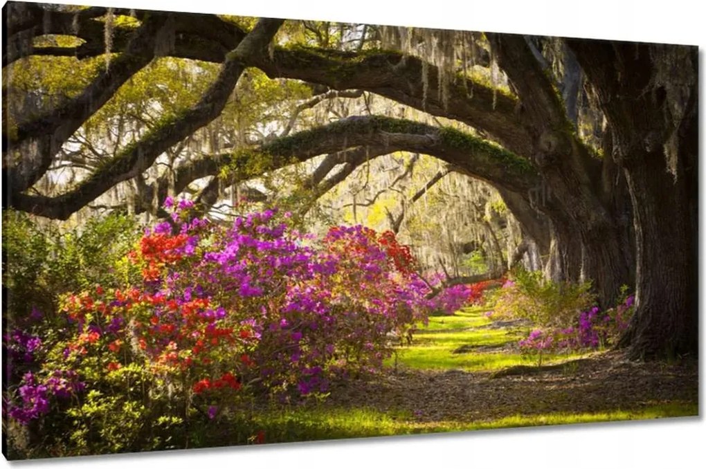 Vászonkép 120x70 Tölgyfa sikátor