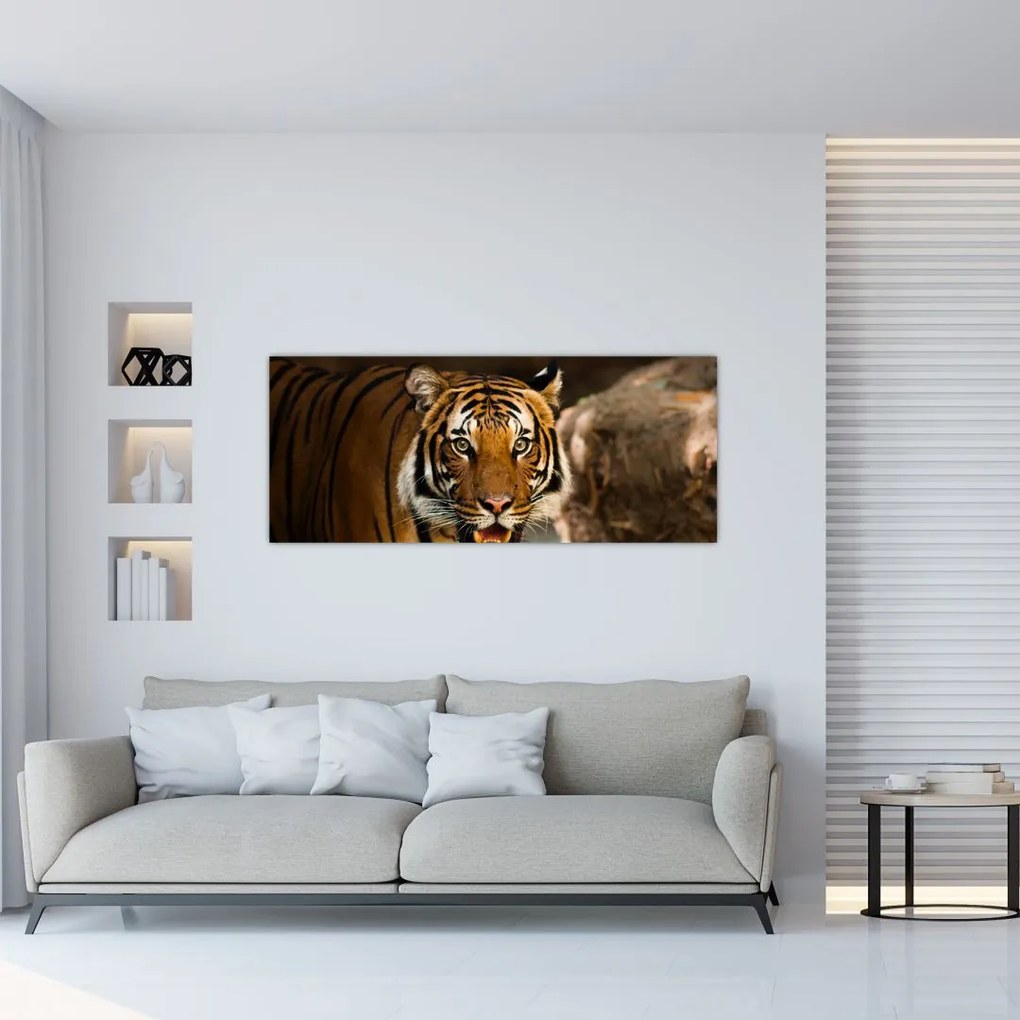 Tigris képe (120x50 cm)